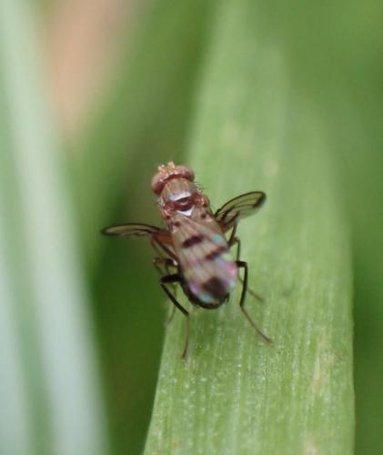 Geomyza tripunctata